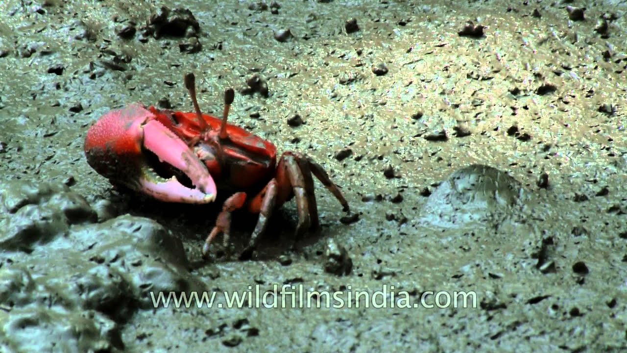 One large-clawed red fiddler crab feeding on the ground 