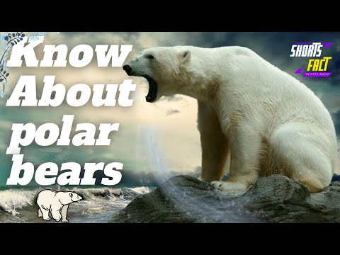 Video: Erfahren Sie, wie der Internationale Eisbärentag Leben retten hilft