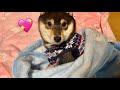 【豆柴】初めての冬を迎えた室内犬の過ごし方【癒し】Puppies experiencing winter for the first time