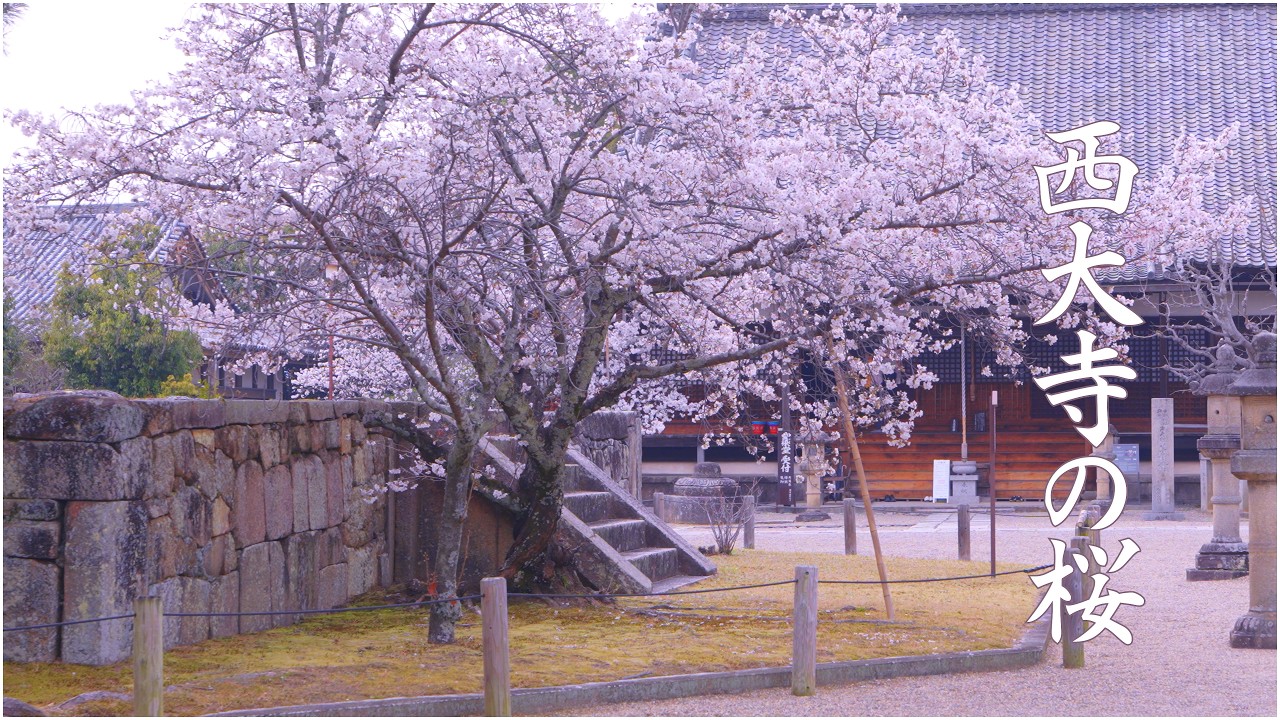 西大寺の桜｜曇り空に咲く桜｜奈良｜Cherry Blossoms at Saidai-ji