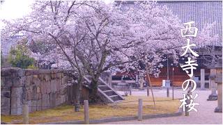 西大寺の桜｜曇り空に咲く桜｜奈良｜Cherry Blossoms at Saidai-ji