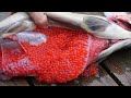 HOW Fishermen COLLECT EGGS  and FERTILIZE SALMON | Million Dollars Automatic Salmon Processing Line