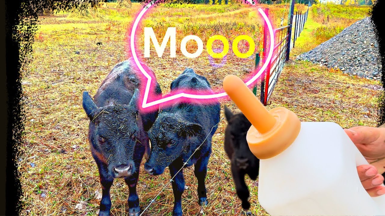 How I Bottle Feed Cows YouTube how-i-bottle-feed-cows-youtube