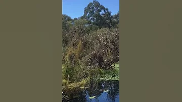 Spring at the lake. Funny birds. Ibises nesting Гнезда ибисов
