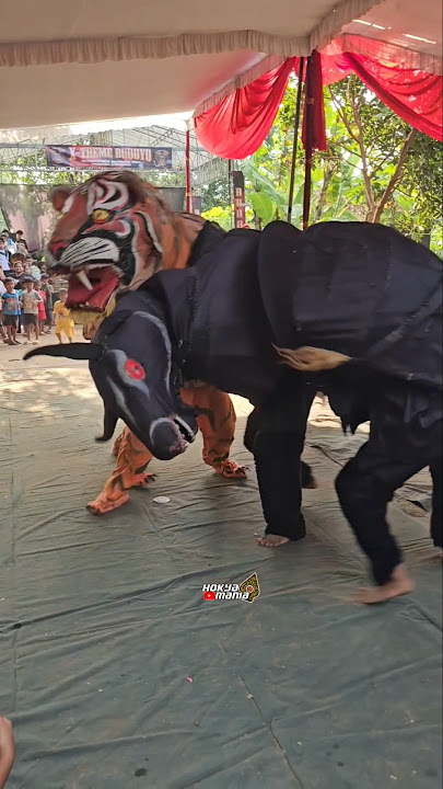 banteng gelut lawan macan #bantengmacan #bantengan #barongankendal