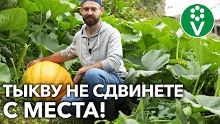 видео: ХОТИТЕ ГИГАНТСКУЮ ТЫКВУ?! ЛЕГКО! Вот как ТАКУЮ вырастить! картинка: ХОТИТЕ ГИГАНТСКУЮ ТЫКВУ?! ЛЕГКО! Вот как ТАКУЮ вырастить!