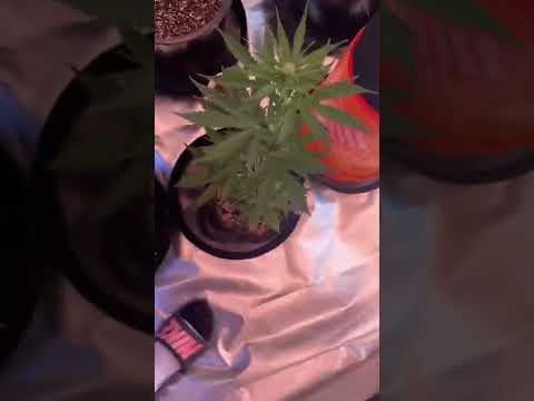 Santa Ana Marijuana Grow 