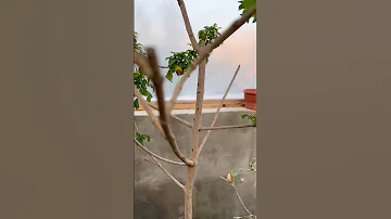 حشرة المن و النمل Aphid And Ants 