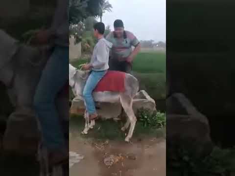 Riding a donkey and falling off| Don't abuse animals