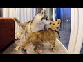 Африканский ЛЕВ в гостях у Хаски / Собака боится Львёнка / lion vs husky