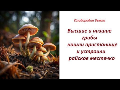Органика - это рай для грибов № 512/24