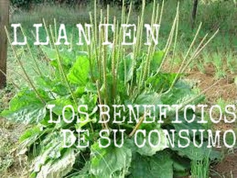 beneficios llanten para salud