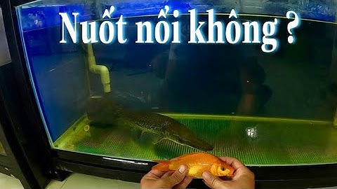 Mình thử thách Cá Sấu Hoả Tiển nuốt Cá Chép Lớn Challenge Alligator Gar eating Big Fish