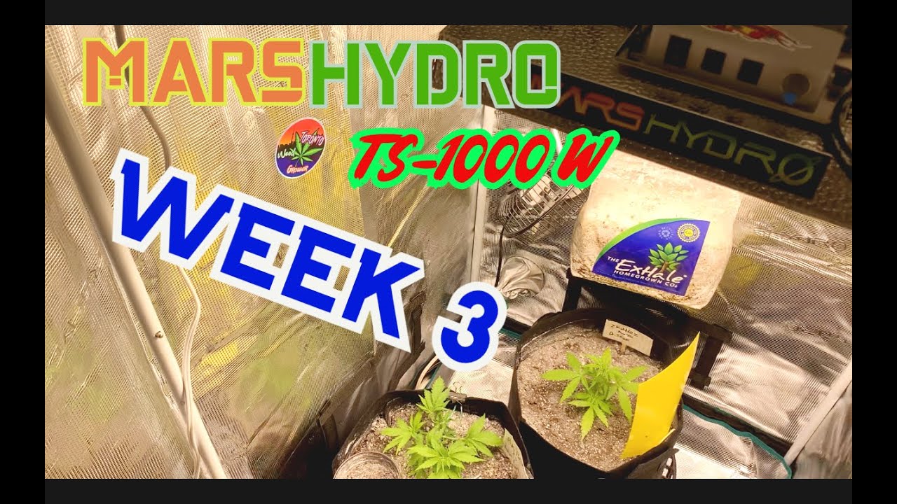 Week 3 - Indoor Grow with Mars Hydro TS1000 W
