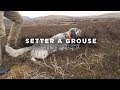 Setter a grouse  english setter training in scotland