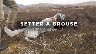 Setter a Grouse | English Setter Training in Scotland