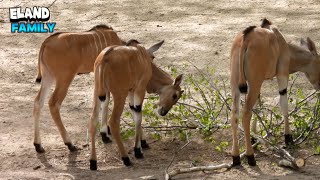 Stunning Eland Family Together