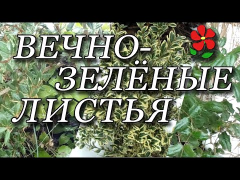 Видео: Разница между лиственными и вечнозелеными деревьями