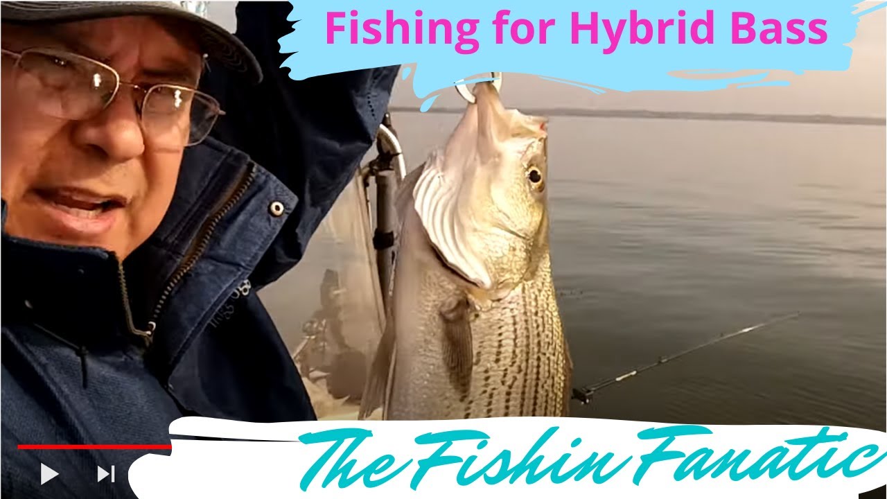 Fishing For Hybrid Bass Lake Conroe Youtube for Bass Fishing Tips Lake Conroe Fishing For Hybrid Bass Lake Conroe Youtube for Bass Fishing Tips Lake Conroe