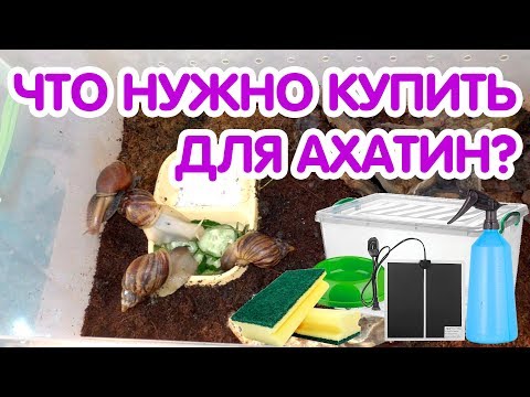 Что нужно купить для улиток ахатин? Аксессуары для улиток