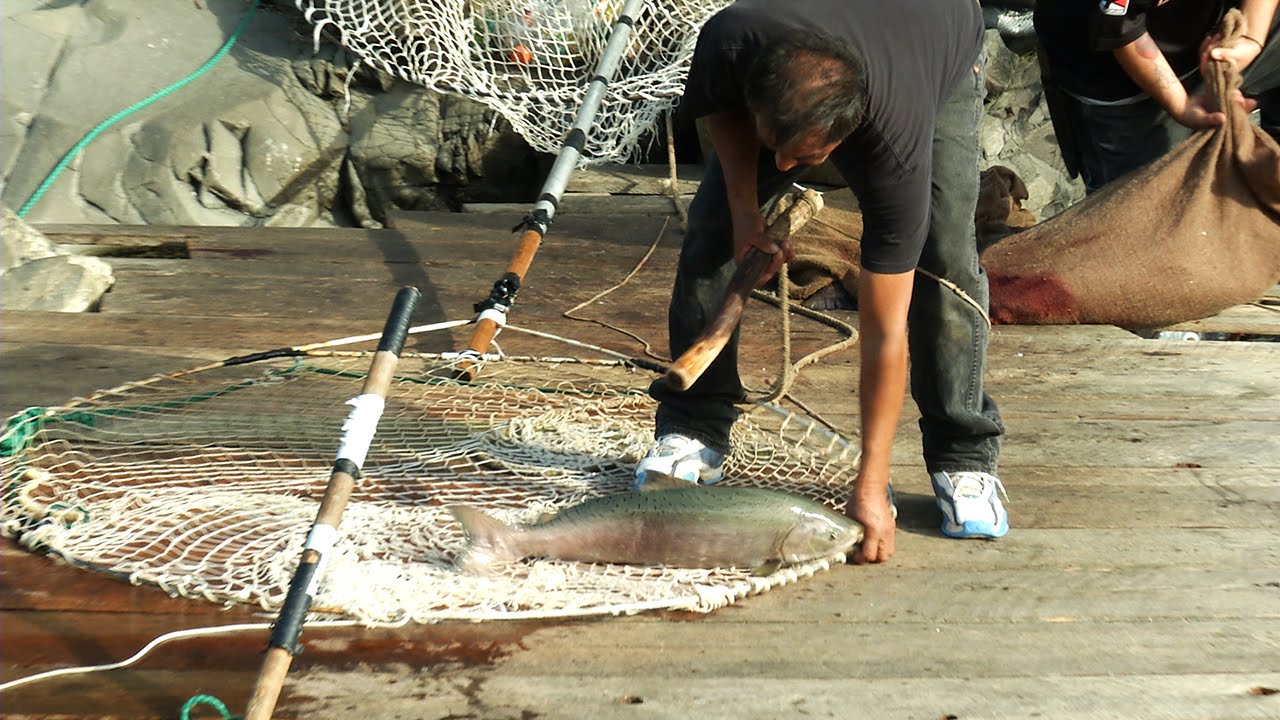 Traditional Dip Net Fishing The Yakama Nation Tribe 