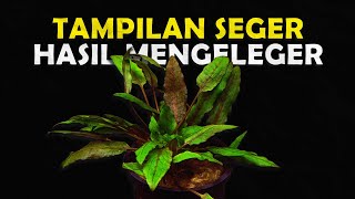 THESE ARE THE TYPES OF AQUASCAPE PLANTS THAT CAN PRODUCE OXYGEN IN THE AQUARIUM