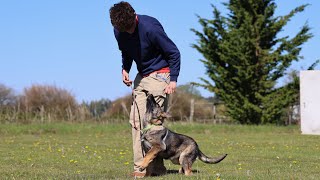 Steady & Correct Obedience from Trained Pup! by Kraftwerk k9 552 views 13 days ago 1 minute, 9 seconds