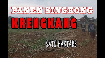 Apa penyebab Singkong KRENGKANG?