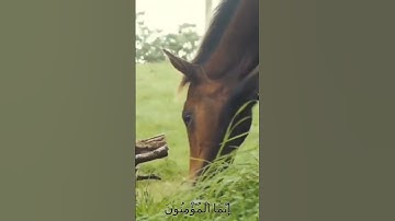 سورة الأنفال و،،كا،نك تسمعها لأ..و،،ل مر.ة 💘.🏵️،.🌸💗..🌼💟❤️،🌺بصوت الشيخ حمزة مد،بوح 💕❣️؛؛🥀❤️؛؛🌺؛🌷💚