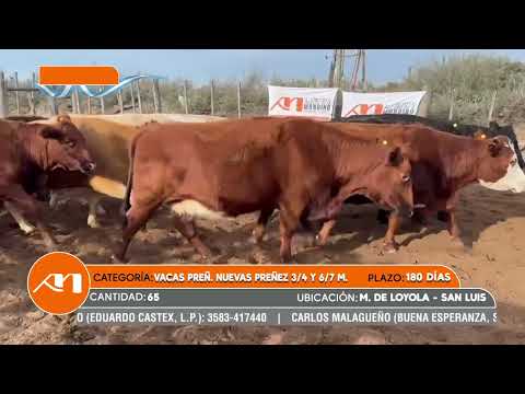 LOTE 105