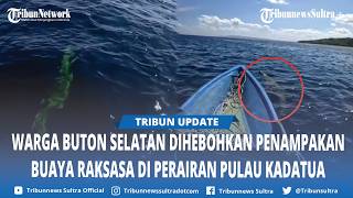 South Buton Residents Shocked by Giant Crocodile Sighting in Kadatua Island Waters