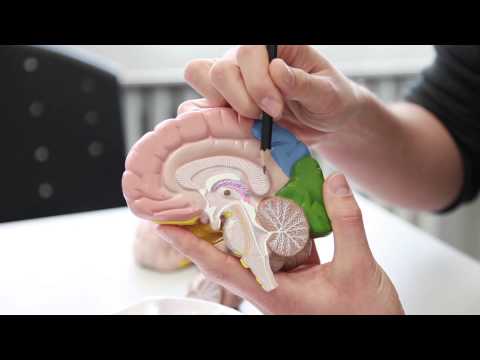 Video: Künstliche Synapsen Ahmen Die Funktion Des Menschlichen Gehirns Nach - Alternative Ansicht