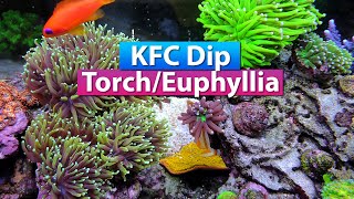 KFC  Torch Coral and Euphyllia dip