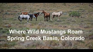 Where Wild Mustangs Roam