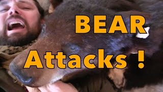 bear attacks!