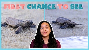 Helping Baby Turtles Hatch | First Chance To See | BBC Earth Kids