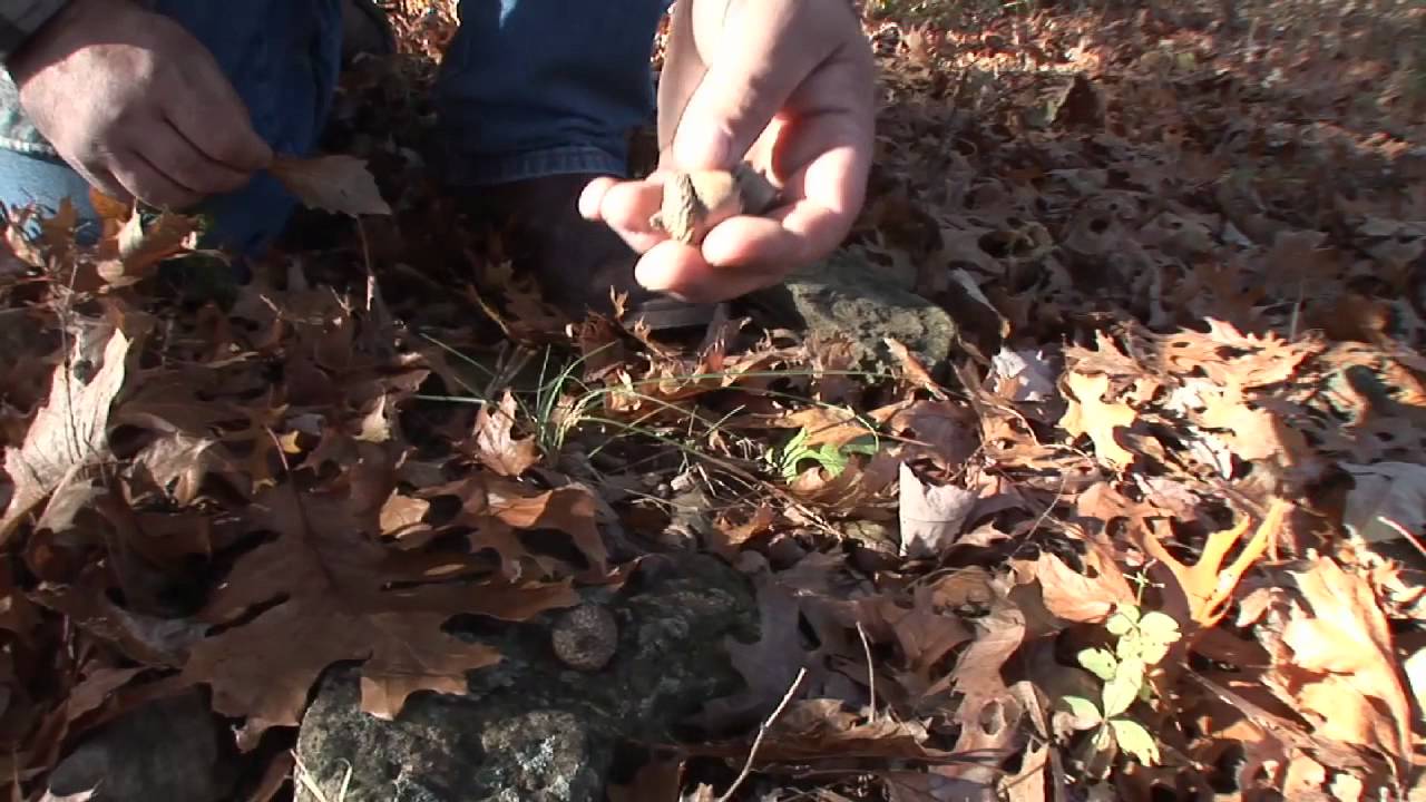Deer Hunting 101 Oaks and Acorns YouTube