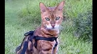 Loki the Bengal walks on a harness! by cute adoptable cat and dog videos 284 views 9 years ago 27 seconds