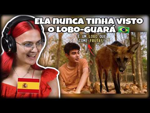 GRINGOS REAGEM A LOBO GUARÁ, O MAIOR CANÍDEO DAS AMÉRICAS! | TIAGO JÁCOMO