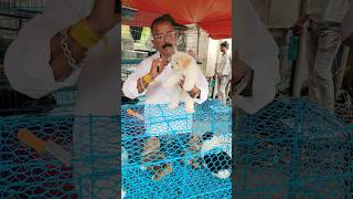 pet Market kolkata 😍/lowest price puppy dog/Gallif Street dogs #shorts #viral #dog #dogs #doglover