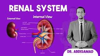 Renal System