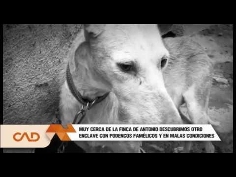 Encontramos a los podencos desaparecidos en Los Realejos [#CAD]