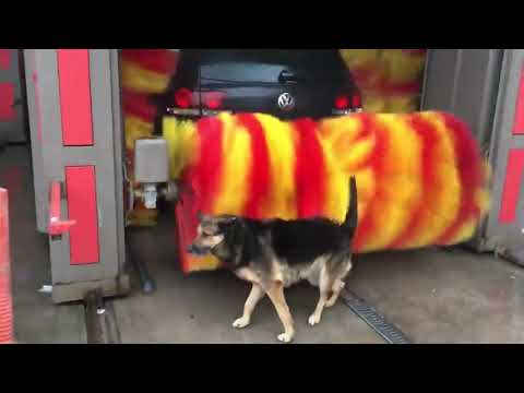 Dog Enjoys Getting Rubbed by Big Car Wash Roller - 1095301