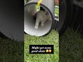I Built a Playground for Border Collie Puppies 🐶🎾