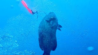 Epic Spearfishing: Hunting Giant Grouper in Deep Water CAVES