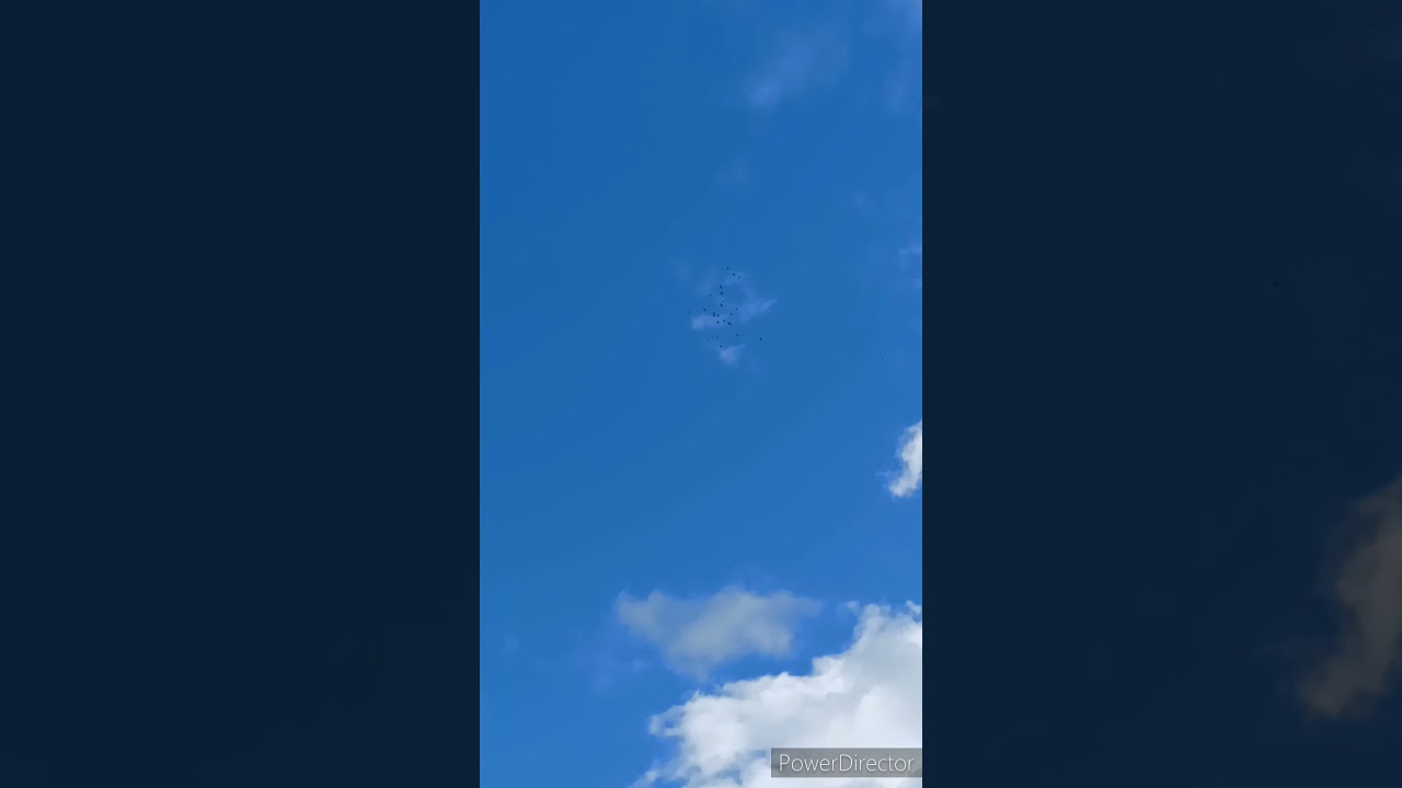 полёт эгерей. erlauer tümmler. ungarischen tauben