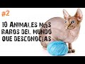 10 CRIATURAS QUE NO CREERAS QUE EXISTEN | TOP 10 ANIMALES MÁS RAROS Y EXTRAÑOS DEL MUNDO