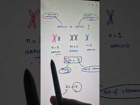haploid or diploid