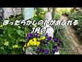【素敵な庭造り】＃ほったらかしの花であふれる3月の庭　＃ほったらかし手間いらずの花　＃ほったらかしでも毎年咲く花
