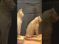 Ref:5831Y2hBXfU Les chats dans l'egypte ancienne #shorts
